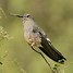 Image result for Heliactin Trochilidae