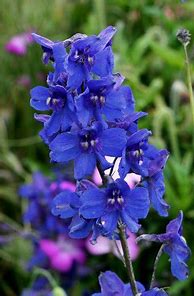 Image result for Delphinium Bellamosum (Belladonna-Group)