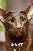 Image result for Havana Brown Cat Meme