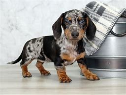 Image result for Silver Dapple Dachshund