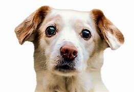 Image result for iPhone Image with Dog PNG