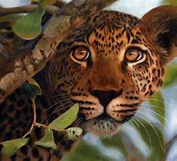 Image result for Animal Prints Paint