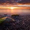 Image result for Pebble Beach Color