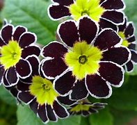 Image result for Primula Silver Lace Purple