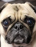 Image result for Pug Dog Photos