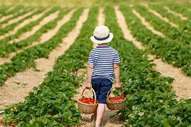 Image result for Grow and Pick Your Own