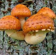 Image result for Chestnut Mushrooms