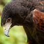 Image result for Maverick Bird Profile Pic
