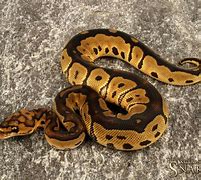 Image result for Clown Ball Python
