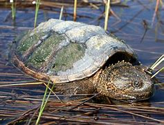 Image result for snapping turtle