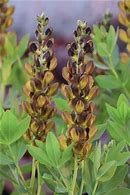 Image result for Baptisia Brownie Points