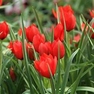 Image result for Tulipa batalinii Red Hunter