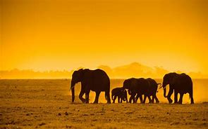 Image result for Safari Animals Background