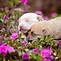Image result for Cute Animals with Flowers Pics
