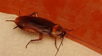 Image result for la cucaracha