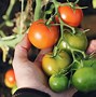 Image result for Raised Bed Tomato Garden