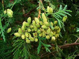 Image result for Thuja occidentalis Piccadilly