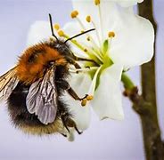 Image result for Fruit Tree Pollination