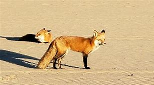 Image result for Rest and Recover Foxes Image