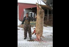 Image result for Hog Hunting in Michigan