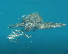 Image result for World's Largest Sea Turtle