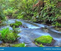 Image result for Mossy Rocks in a Stream