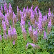 Bildergebnis für Astilbe chinensis Purpurkerze