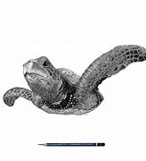 Image result for Turtle Import Drawing