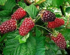 Biletresultat for Rubus hybride Tayberry