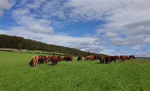 Image result for Images of Cattle Grazing