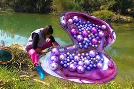 Image result for Clam Gros Coque