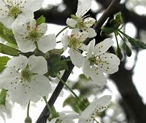 Image result for Prunus avium Kernielse Zwarte