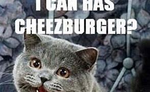 Image result for Kitten Can I Haz Cheezburger