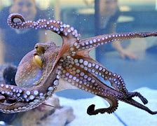 Image result for Amazing Octopus