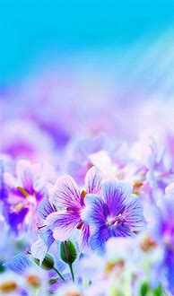 Image result for Pretty Purple Flowers iPhone Wallpaper