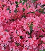 Rhododendron (AJ) Mad. van Hecke માટે ઇમેજ પરિણામ