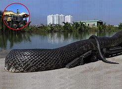 Image result for World's Largest Python Snake