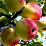 Image result for Pacific Rose Apple Tree