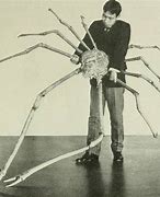 Image result for Big Daddy Spider Crab
