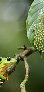 Image result for Endangered Tree Frogs