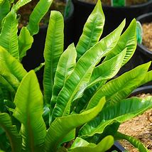 Image result for Asplenium scolopendrium Muricatum