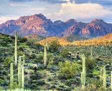 Image result for Sonoran Desert Trees Arizona