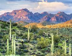 Image result for Sonoran Desert Trees Arizona