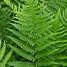 Image result for Dryopteris affinis