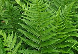 Image result for Dryopteris affinis