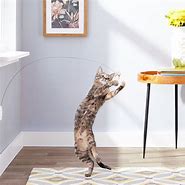 Image result for Cat Dancer Toy