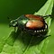 Image result for Different Beetles