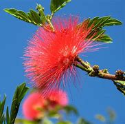 Image result for Flowers Name in Brazil