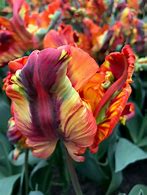 Image result for Tulipa Power Parrot