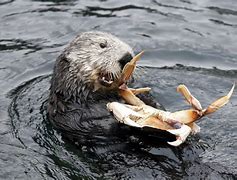Image result for Sea Otters Eating Lobsters